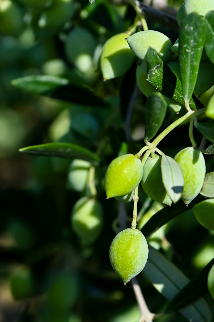 Vivid close-up of fresh green olives hanging from a leafy branch in natural sunlight.